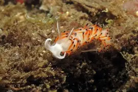 פאזל של Facelina quatrefagesi