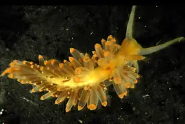 פאזל של Facelina rhodopos