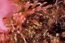 פאזל של Facelina rubrovittata