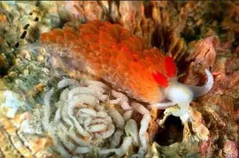 פאזל של Aeolidiella oliviae