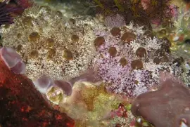 פאזל של Actinocyclus papillatus