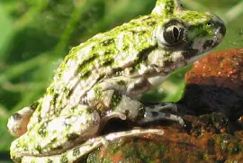 פאזל של Pelodite punteggiato