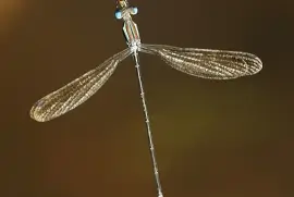 פאזל של Lestes virgatus
