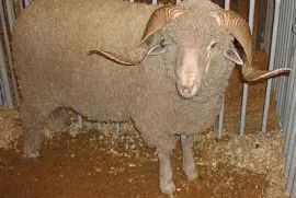 פאזל של Rambouille merino