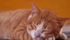 פאזל של GATITOS