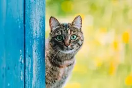 פאזל של GATITOS