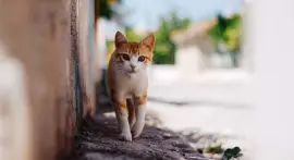 פאזל של GATITOS