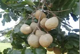 Pé de Castanha de Baru