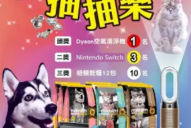 פאזל של ç´é “