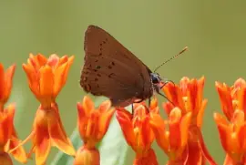 פאזל של Satyrium titus