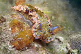 פאזל של Felimare acriba