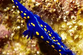 פאזל של Felimare californiensis