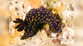 פאזל של Felimare ghiselini