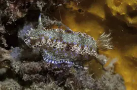 פאזל של Felimare marci