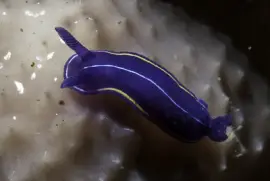 פאזל של Felimare orsinii