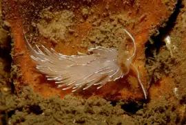 Favorinus blianus