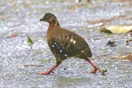 Pernice dal pettorosso