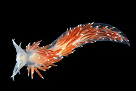 Flabellina browni