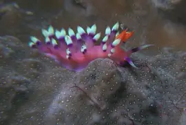 Flabellina exoptata