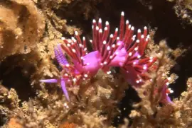 Flabellina funeka