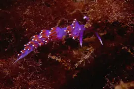 Flabellina ischitana