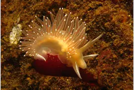 Flabellina trophina