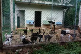 MININOS jigsaw puzzle