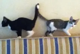 AMOROSOS jigsaw puzzle