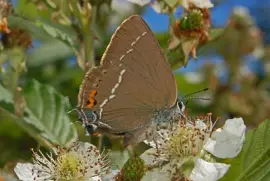 Satyrium titus