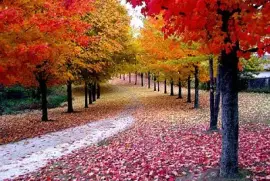 פאזל של naturaleza