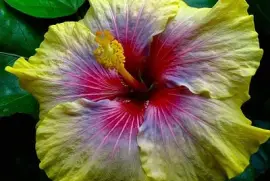 פאזל של flores