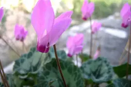 פאזל של ×–×”×” ××ª ×”×¤×¨×—