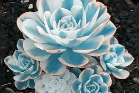 פאזל של flores