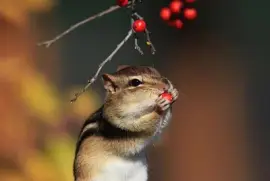 LITTLE SQUARE jigsaw puzzle