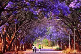 פאזל של imagem