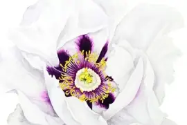 פאזל של flores