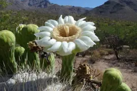 פאזל של imagem