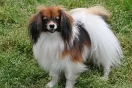 Phalene jigsaw puzzle