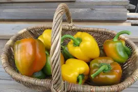 Panier de poivrons