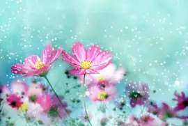 ×¤×¨×—×™×