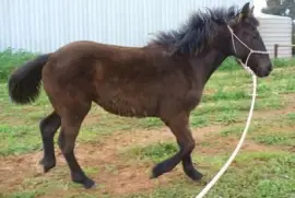 Galloway jigsaw puzzle