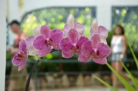 Rio de Janeiro - Brasil