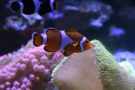 Rio de Janeiro - Brasil