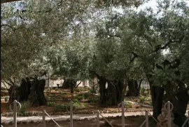 Garden of Gethsemene