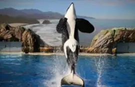 Killer Whale Jump