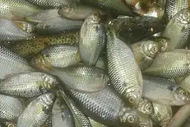 natural jigsaw puzzle