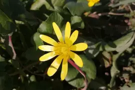 favagello jigsaw puzzle