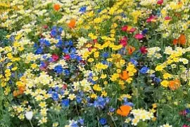 florecitas silvestres