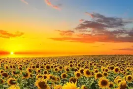 פאזל של girasoles