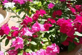 פאזל של maseta